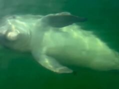 Golfinho brincalhão rola de barriga para baixo e encanta velejadores na costa da Flórida