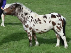 Recurso após dois cavalos raros em miniatura roubados de fazenda