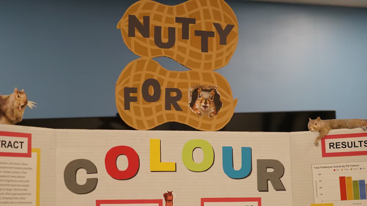 Guelph, Ontário, a obsessão de uma estudante por esquilos ganha seu lugar na competição científica em todo o Canadá
