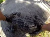 Deputado da Flórida confronta crocodilo de 2,10 metros bloqueando rodovia movimentada de Tampa