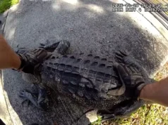 Deputado da Flórida confronta crocodilo de 2,10 metros bloqueando rodovia movimentada de Tampa