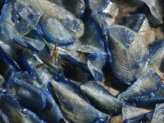 Cientistas ficam surpresos com o “espetáculo absoluto” enquanto criaturas marinhas inundam as praias