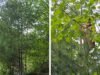 Papai procura sua filha no jardim e a encontra no topo de uma enorme árvore