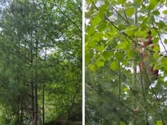 Papai procura sua filha no jardim e a encontra no topo de uma enorme árvore