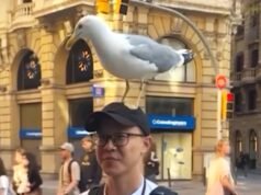 Gaivota pousa na cabeça de turista enquanto ele come churros em Barcelona