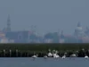 A crescente população de flamingos de Veneza encontra refúgio em zonas húmidas em recuperação