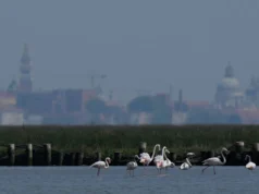 A crescente população de flamingos de Veneza encontra refúgio em zonas húmidas em recuperação