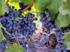 Pesquisadores encontram ligação surpreendente entre uvas e proteção solar