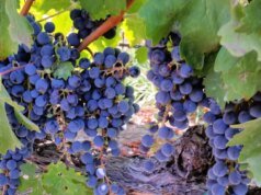 Pesquisadores encontram ligação surpreendente entre uvas e proteção solar