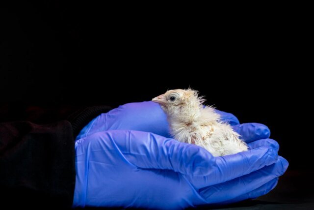 Colossal-Biosciences-Hatched-Chicken-.jpg