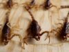 Veneno e pimenta oferecem uma chave para matar bactérias resistentes
