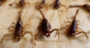 Veneno e pimenta oferecem uma chave para matar bactérias resistentes