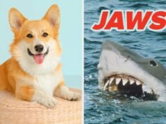 Escolha um filme famoso de cada década e eu revelarei sua raça canina interior!
