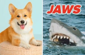 Escolha um filme famoso de cada década e eu revelarei sua raça canina interior!