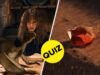 É hora de colocar seu "Harry Potter" Conhecimento para o teste