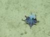 Nova espécie de minúsculo polvo azul descoberta em Galápagos