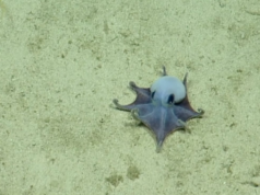 Nova espécie de minúsculo polvo azul descoberta em Galápagos
