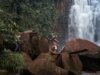 Ex-AMPAS Prez Janet Yang & Rai Cinema entre os produtores do Borneo Rainforest Doc ‘Shinta’ – Mercado de Cannes