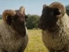 Conheça as estrelas animais que chegaram às telonas