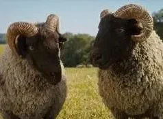 Conheça as estrelas animais que chegaram às telonas
