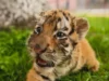 Mais de 30 filhotes de tigre siberiano ameaçados de extinção nascem na China