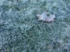 Frost esperado domingo e segunda-feira em Hamilton e Brantford