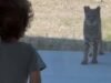 Lince selvagem fica cara a cara com criança em casa na Califórnia