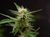 ‘Fumar maconha e ganhar Bitcoin’ com esta caneta Vape em nosso pesadelo cada vez mais distópico
