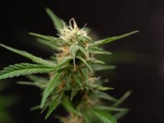 ‘Fumar maconha e ganhar Bitcoin’ com esta caneta Vape em nosso pesadelo cada vez mais distópico