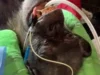 Chimpanzé de zoológico recebe exame de saúde por veterinários