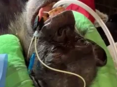 Chimpanzé de zoológico recebe exame de saúde por veterinários