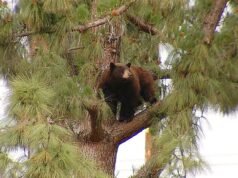 Parque de Los Angeles é evacuado após urso ser visto subindo em árvores