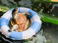 Puro relaxamento: tartaruga aquática dá sua própria festa na piscina