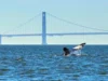 O sistema WhaleSpotter AI monitora a Baía de São Francisco para proteger as baleias cinzentas de ataques de navios