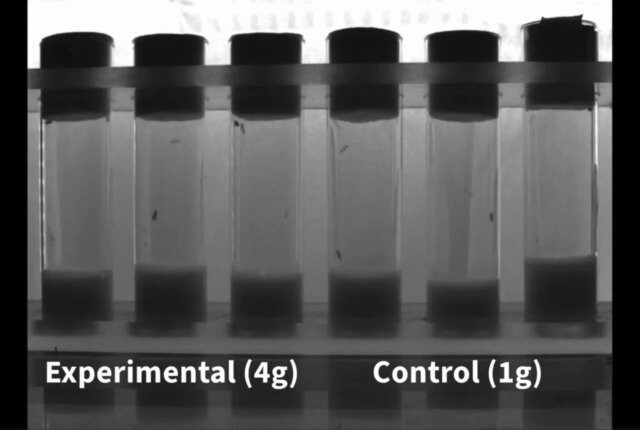 fruit-fly-closeup-hypergravity-control-4g-comparison-1280x860.jpg