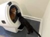 6 ofertas para animais de estimação que você não vai querer perder neste fim de semana do Memorial Day, incluindo caixas sanitárias para robôs