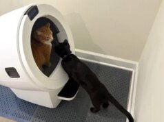 6 ofertas para animais de estimação que você não vai querer perder neste fim de semana do Memorial Day, incluindo caixas sanitárias para robôs