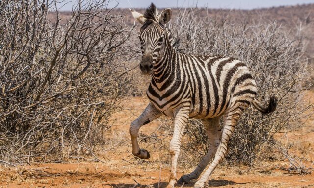 zebra-in-wild.jpg