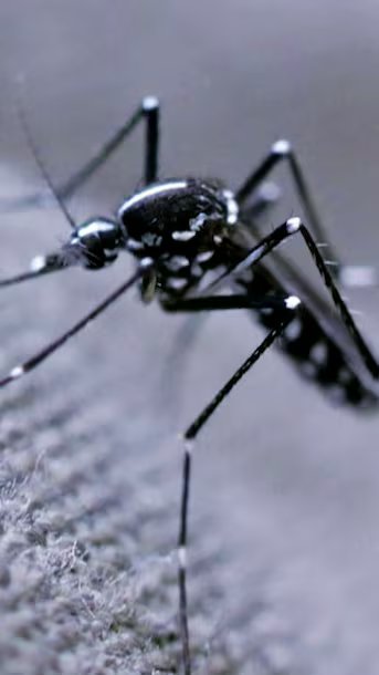 O mundo tem um problema de mosquitos. Veja como os cientistas estão tentando resolver isso