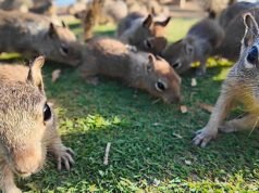 Junk food causando enorme população de esquilos terrestres em parque da Califórnia