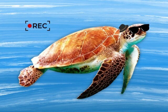China-Spy-Turtle-1280x853.jpg