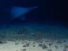 Assista a um raro tubarão-duende filmado vivo em seu habitat natural pela primeira vez
