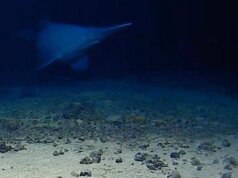 Assista a um raro tubarão-duende filmado vivo em seu habitat natural pela primeira vez