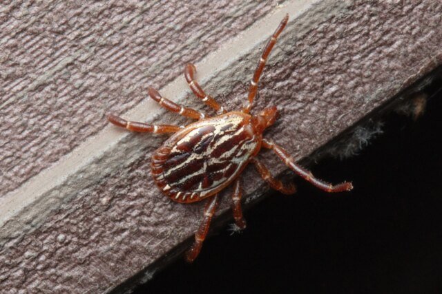 Gulf-Coast-tick.jpg