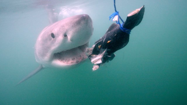 INVASION-OF-THE-MEGA-SHARKS_White-shark-attacks-bait-towards-cage2.jpg