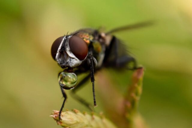 Macro-closeup-of-bronze-sheep-blow-fly-1280x853.jpg