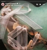 A ex Melanie Martinez de Oliver Tree se lembra do “verdadeiro artista” quando Kid Cudi, Bebe Rexha e mais prestam homenagem