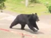 Urso abre janela em fuga de fábrica, diz polícia japonesa