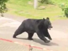 Urso abre janela em fuga de fábrica, diz polícia japonesa