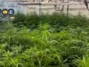 Policiais encontram mais de 8.000 plantas de cannabis em gigantesca operação criminosa na Espanha